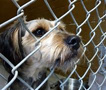 Image result for 94002 Animal Shelters & Humane Societies