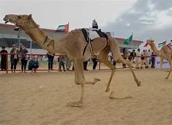 Image result for Camel Racing
