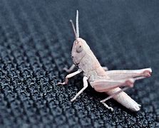 Image result for Cricket Insect Types