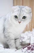 Image result for Double Ear Cat