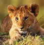 Image result for Cool Animal Wallpapers 4K