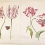 Image result for Netherlands Art Tulips