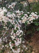 Image result for California Lilac Deciduous
