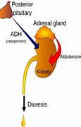 Image result for adh�n