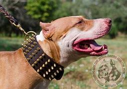 Image result for Leather Pit Bull Collar