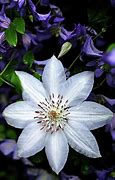 Image result for Clematis White with Purple and Green Centre