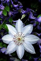 Image result for White and Purple Clematis