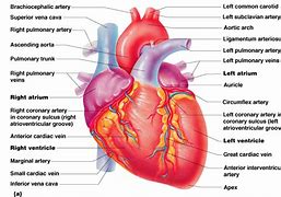 Image result for What Does Your Heart Look Like