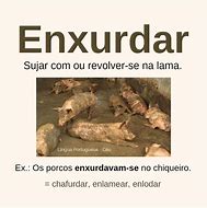 Image result for enhaxar