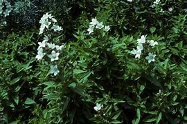 Bildergebnis für Campanula lactiflora White Pouffe