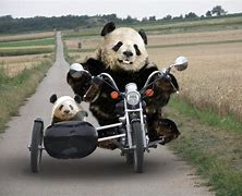 Image result for Funny Panda Wallpaper