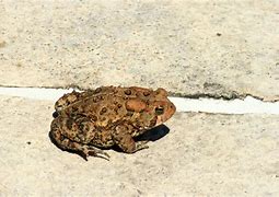 Image result for Sad Frog Profile Pic