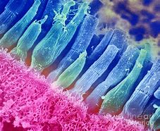 Image result for Retina Rods and Cones Sem