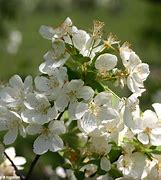Image result for Russian Crab Apple