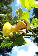 Image result for Cochliasanthus