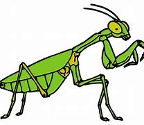 Image result for Cricket Bug Cartoon