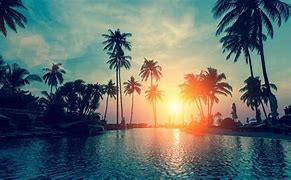 Image result for Palm Tree Screensaver