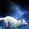 Image result for Galaxy Wolf Profile Pics