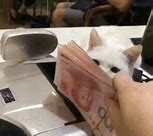 Image result for Meme Cat at Cash Register