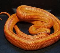 Image result for Stripe Corn Snake