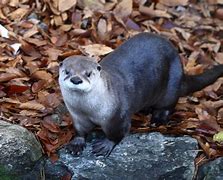 Image result for Pink Otter in Water