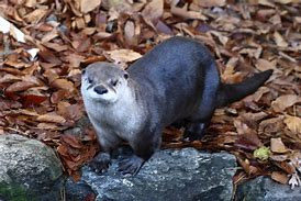 Image result for North American River Otter Swimming