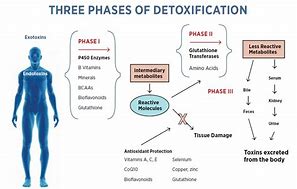 Image result for Detox Process Chart