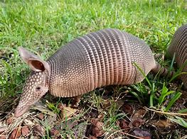 Image result for Pic of a Armadillo