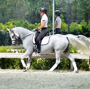 Image result for Dressage Horses and Ponies