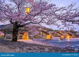 Image result for Cherry Blossoms Iwakuni Japan
