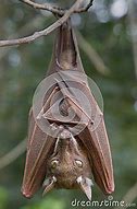 Image result for Eqauletted Fruit Bat