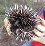 Image result for Echidna Mythical Creature