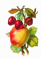 Image result for Vintage Fruit Clip Art