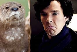 Image result for Sherlock vs Otter
