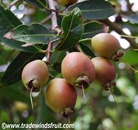Image result for Rose Apple Tree Seeds