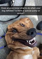 Image result for Small Dog and Big Dog Meme