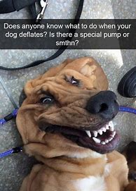 Image result for Alo Dog Meme Phone