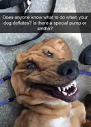 Image result for Dog Meme Reply