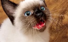 Image result for Cats Meowing Funny