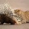 Image result for Porcupine in Italy