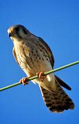 Image result for North American Kestrel Falconry