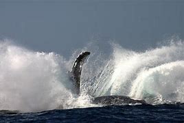 Image result for Whale Blast