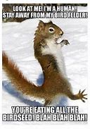 Image result for Animal Humor Squirrel Funny