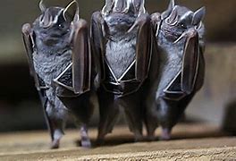 Image result for Fruit Bat Anatomy