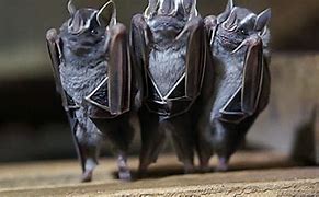 Image result for Tiniest Bat