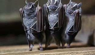 Image result for American Fruit Bat