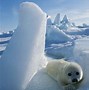 Image result for Baby Seal Pup