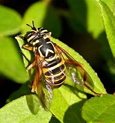Image result for Black and Yellow Striped Bee