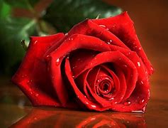 Image result for Red Rose Flower Wallpaper Download