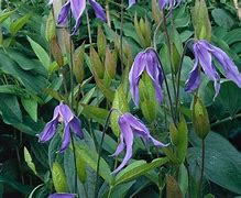 Image result for Clematis integrifolia